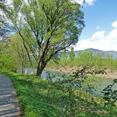 etschradweg bei pfatten biotop wald frizzi au