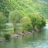 etschradweg suedlich von bozen etsch fruehling