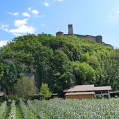 fruehling apfelbluete schloss sigmundskron bozen