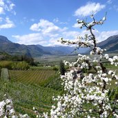 obstbluete bei eppan