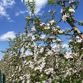 obstbluete bei st michael eppan