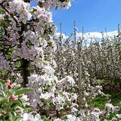 obstbluete apfel bluetenwahn bei st michael eppan