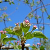 eppan lavasontal apfelbaum knospen vor bluete