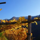 herbst reben bei rafenstein bozen