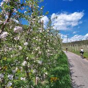 kaltern katzental radweg zum see obstbluete