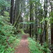 waldweg