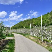 kaltern katzental radweg zum see obstbluete