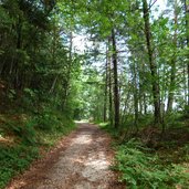 waldweg zur kanzel