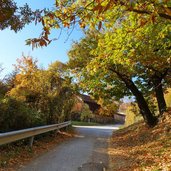 herbst kastanienbaeume bei rafenstein bozen