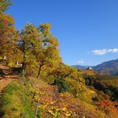 weg a nach rafenstein herbst landschaft weinberge kastanienhain