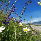 strasse nach eppan gaid blumenwiese