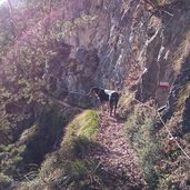 Furgglauer Hoehenweg schmaler Pfad mit Sicherung Wegmarkierung Hund