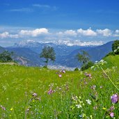 perdonig blumenwiese sicht auf bozen