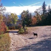 Forstweg Pfaunboden Richtung Sueden Weggabelung mit Hund