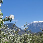 Eppan Unterrain Bluete Fruehling Schlern