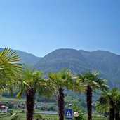 montan palmen an der dolomitenstrasse