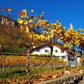 herbst reben landschaft bei kurtatsch