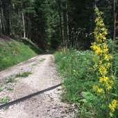 efw forstweg wolftal nach kohlern