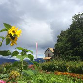 kohlern herrenkohlern sonnenblume wolken