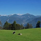 kuehe weiden bei oberfennberg