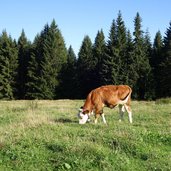 wanderung aldein weissenstein schoenrast alm kuh almidylle