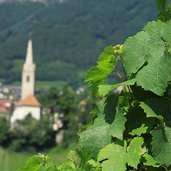 Ueberetsch Kaltern Weinrebe