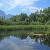 Kaltern Kalterer See Biotop