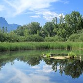 Ueberetsch Kaltern Kalterer See Biotop