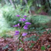 rotes waldvoeglein orchidee