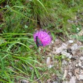 blutstroepfchen auf distel