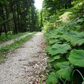 forstweg koenigswies weg nr