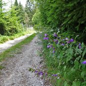 forstweg koenigswies