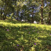 glockenblumen auf wiese