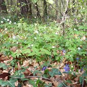 immergruen im altenburger wald