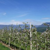 obstbluete bei kaltern