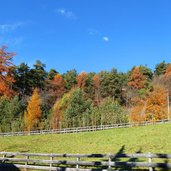 herbstwald bei jenesien