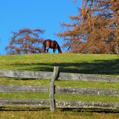 weg jenesien laerchenwiesen herbst pferd