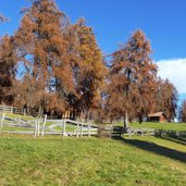 weg jenesien laerchenwiesen herbst