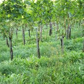 weinbau bei montan kalditsch