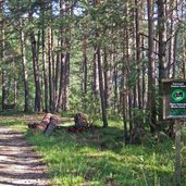 radweg durch den wald bei kalditsch