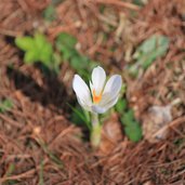 Krokus Fruehling