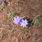 Fruehling Leberbluemchen