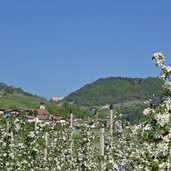 nals fruehling apfelbluete