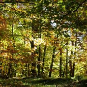 weg glaning flak herbstlicht