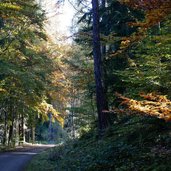 weg glaning flak herbstwald