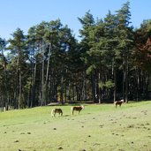 herbst wiesen bei oberglaning pferde