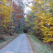 weg richtung gantkofel oberhalb von perdonig herbstwald