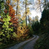 weg richtung gantkofel oberhalb von perdonig herbstwald