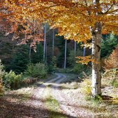 herbstwald unter gantkofel zum weg nr und b