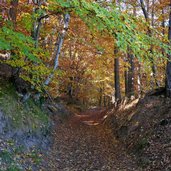 weg nr richtung perdonig herbstwald